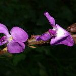 Dioclea violacea Flor