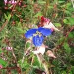 Commelina tuberosa 花