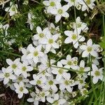 Saxifraga hypnoides Květ