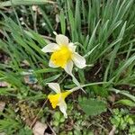 Narcissus bicolor Lorea