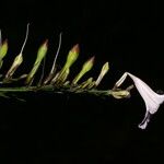 Ruellia stemonacanthoides Virág