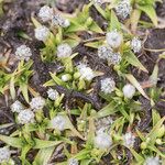 Eriocaulon striatum Other