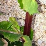 Sonchus oleraceus (Bark)