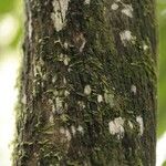 Duroia longiflora кора