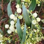 Acacia salicina Flor