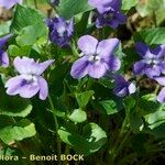 Viola × uechtritziana Habitus