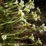 Saxifraga muscoides Mosusu