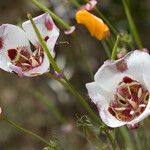 Calochortus venustus ᱵᱟᱦᱟ