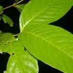 Quiina macrophylla Frunză
