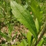 Erigeron annuus Leaf