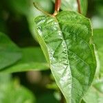 Cephalanthus occidentalis Ліст