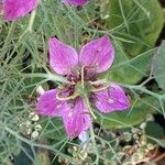 Nigella damascenaFlower