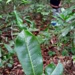 Vantanea guianensis Лист