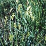 Carex tribuloides आदत