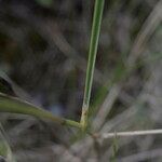 Stipa capillata Leaf