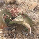 Welwitschia mirabilis Blatt