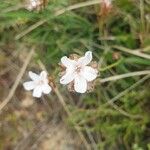 Armeria multiceps ফুল