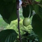 Prunus cerasus Vrucht