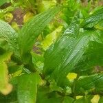 Ixanthus viscosus Hoja