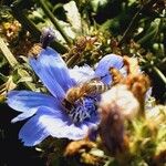 Cichorium endivia Flower