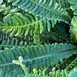 Blechnum spicant Hostoa