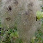 Clematis vitalba Fruit