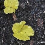 Kickxia spuria Leaf