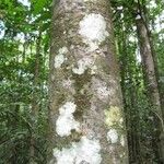 Quiina integrifolia Corteza