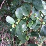 Bridelia cathartica Leaf