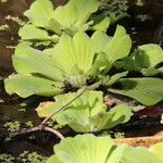 Pistia stratiotesЛист