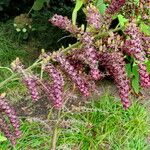 Veratrum nigrum Blüte