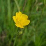 Ranunculus acris Flor
