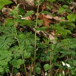 Urtica chamaedryoides Habitus