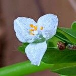 Commelina virginica Flower