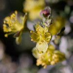 Coleogyne ramosissima Flor