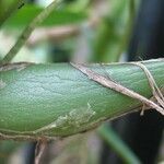 Prosthechea chacaoensis Fruit