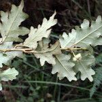Chorilaena quercifolia Hoja