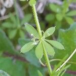 Galium tricornutum पत्ता