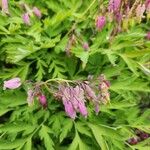 Dicentra formosa Fruchs