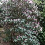 Rhododendron hodgsonii Συνήθη χαρακτηριστικά