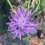 Centaurea aspera Virág