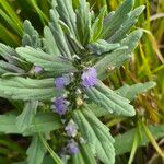 Ajuga integrifolia List