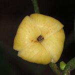 Diospyros bipindensis Fruto