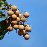 Dimocarpus longan Fruit