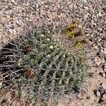 Ferocactus wislizeni برگ