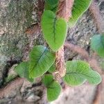 Microgramma vacciniifolia 葉