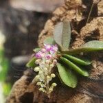 Schoenorchis tixieri Flower