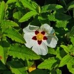 Cistus populifolius Blodyn