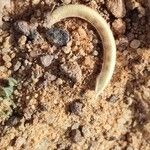 Astragalus eremophilus Fruit