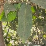 Syzygium guineense Folha